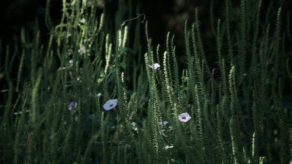 The Source and the Sink – from areas of abundance to areas of scarcity